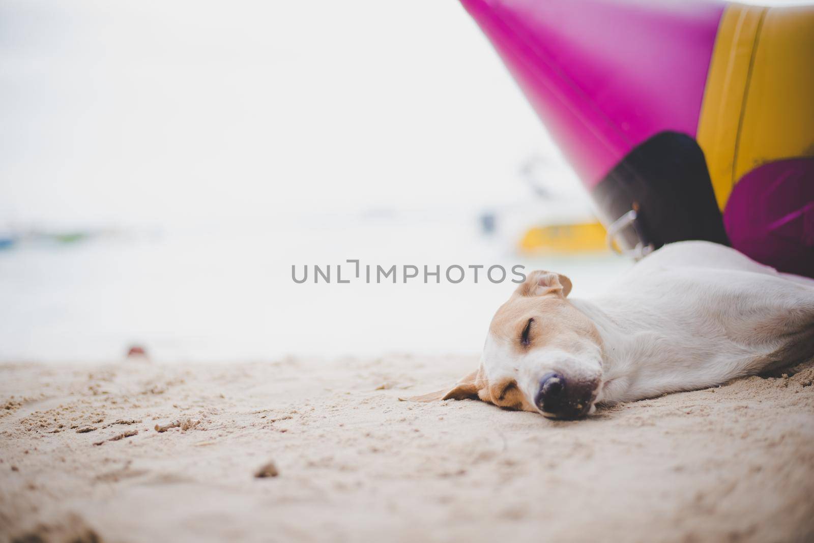 Sleeping dog on the beach near the banana boat. Animal and and Vacation in holiday concept.
