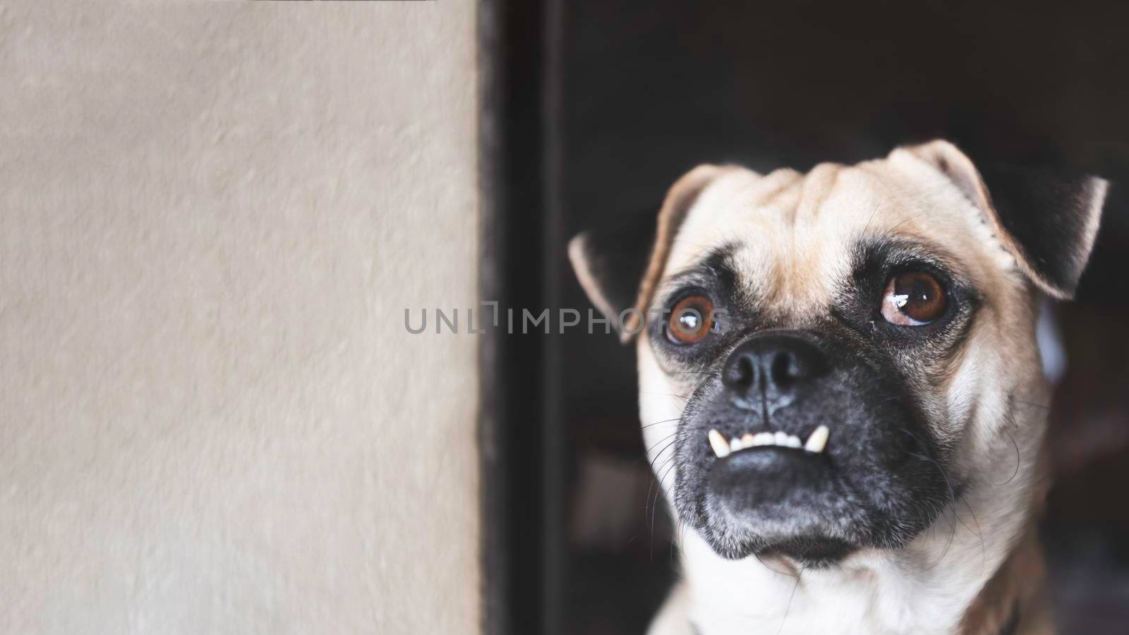 Pug dog looking up and waiting for owner coming home after working with white wall background at home. Lovely pet and cute dog. Best friend of human concept. Overbite and big eyes funny face dog theme