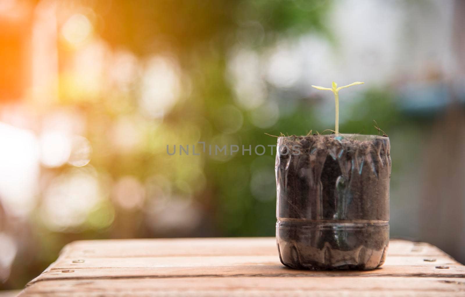 Little plant in the plastic bottle on wood floor, Nature pollution and World saving environment concept