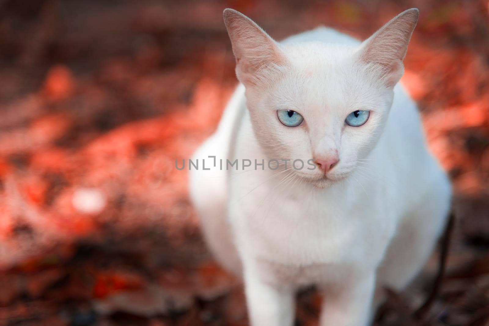 The white cat is staring and sitting on the red ground made from red Maple leaves in the park. Autumn or Spring season. Selective focus at the eyes, Animal and mammal concept , Season concept