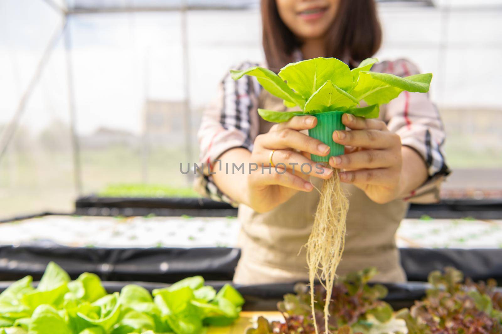 Young Asian hydroponics organic farmer collecting vegetables salad and giving in nursery greenhouse. People lifestyles and business. Indoor agriculture and cultivation  environment gardener concept by MiniStocker