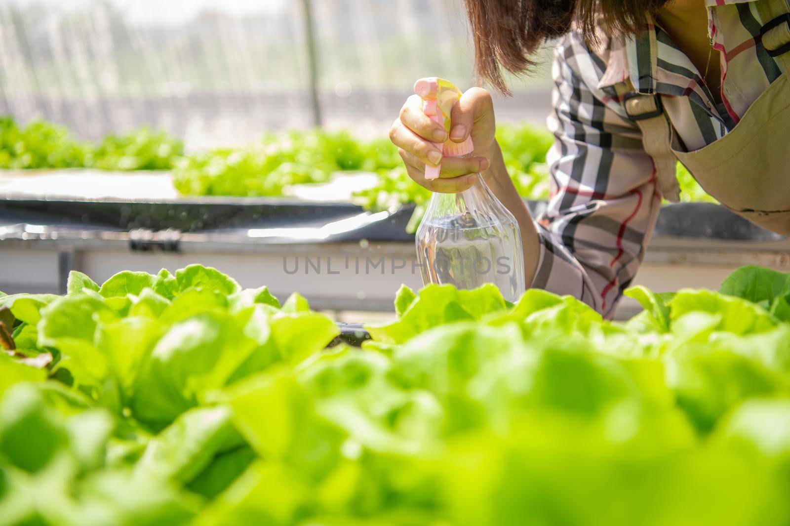 Closeup of foggy water spray bottle in female farmer hand spraying to sprout hydroponics vegetable in greenhouse nursery background. Business agriculture and cultivation farming concept. Organic food