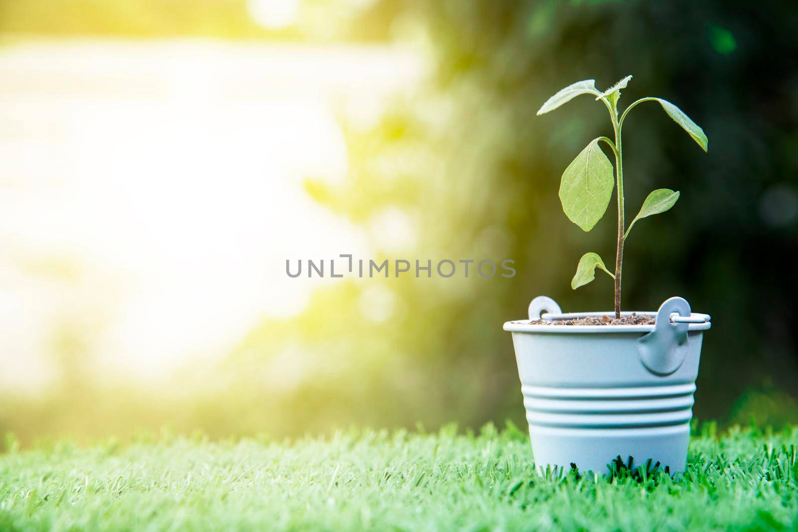 Little Green Plant in white basket on the grass field in Nature outdoor, Environment concept, World saving concept