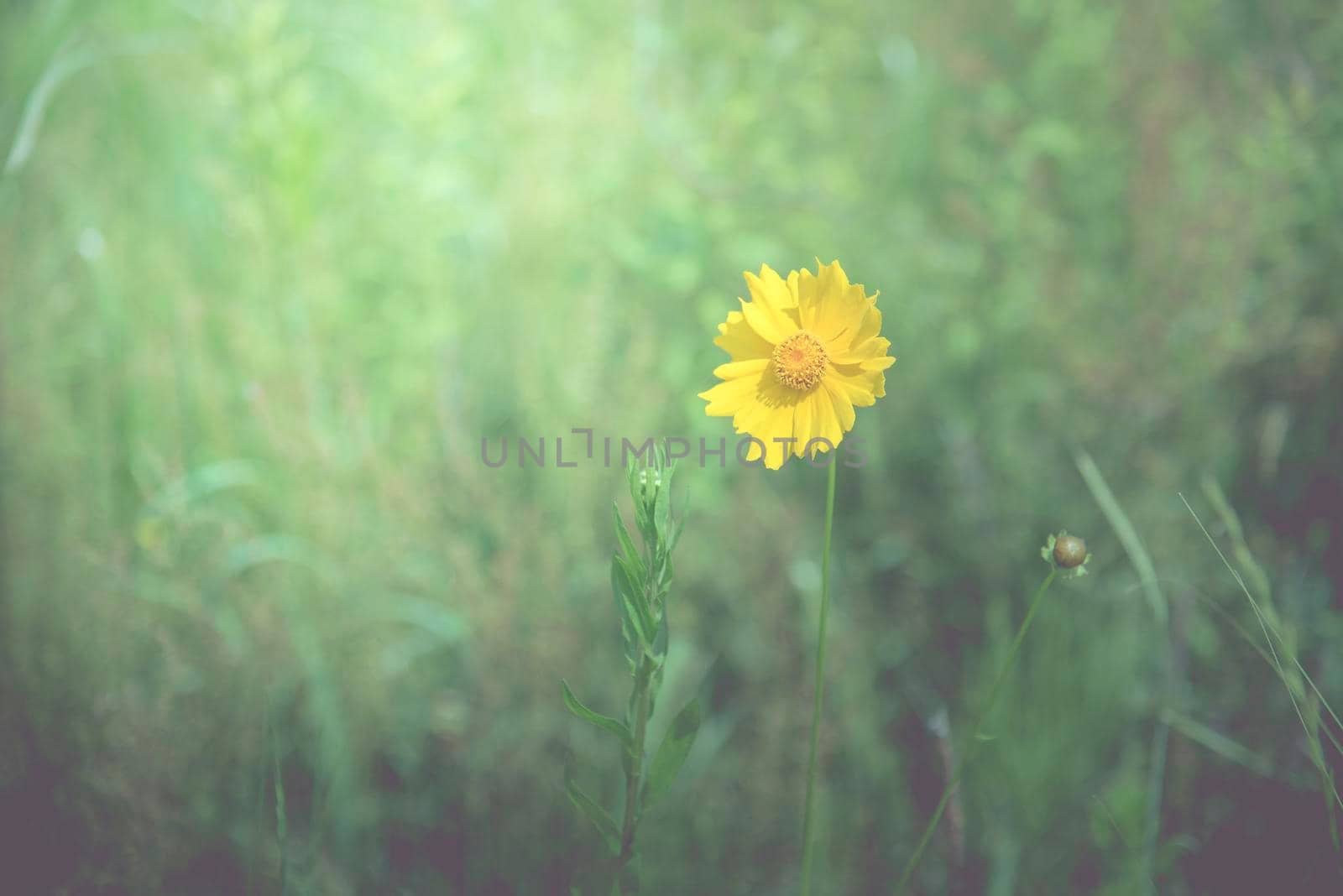 Yellow flower in the spring background in the middle of grass field, vintage tone
