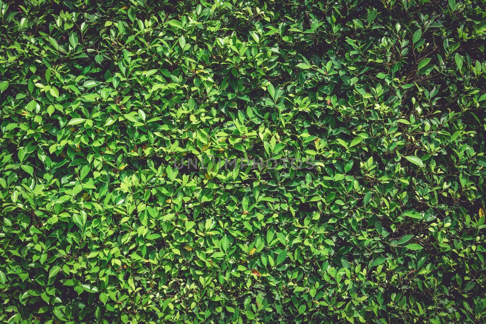 Green wall nature plant background. Tree Texture and Wallpaper concept. Dark tone of natural power. Low key of organic foliage. Full blank copy space