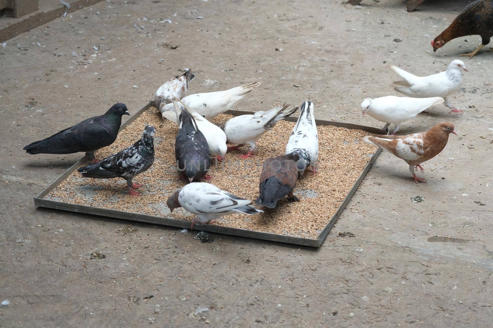 feeding pigeon birds on floor