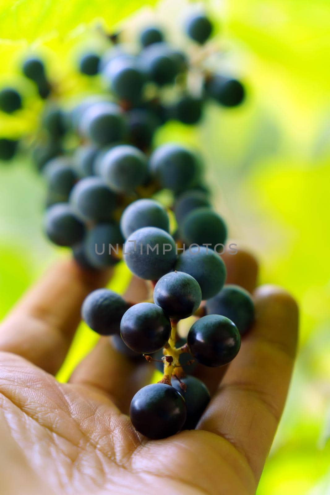 Bunch of black grapes on the vine. Close up view of fresh red wine grape in the farm. Vertical photo by darksoul72
