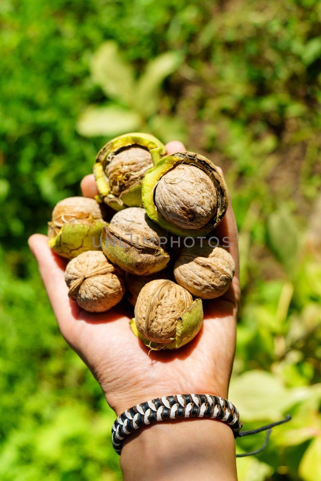 Fresh Uncleaned green walnuts in the hands of a male farmer, close-up. Vertical photo