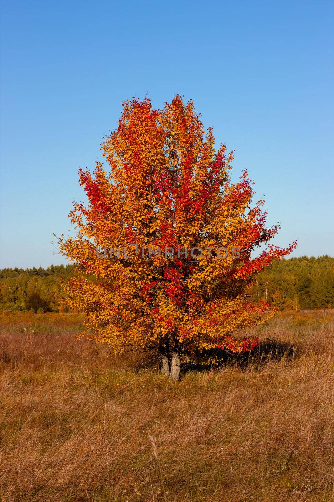 Autumn tree on a dry meadow. Against the background of the blue sky. High quality photo