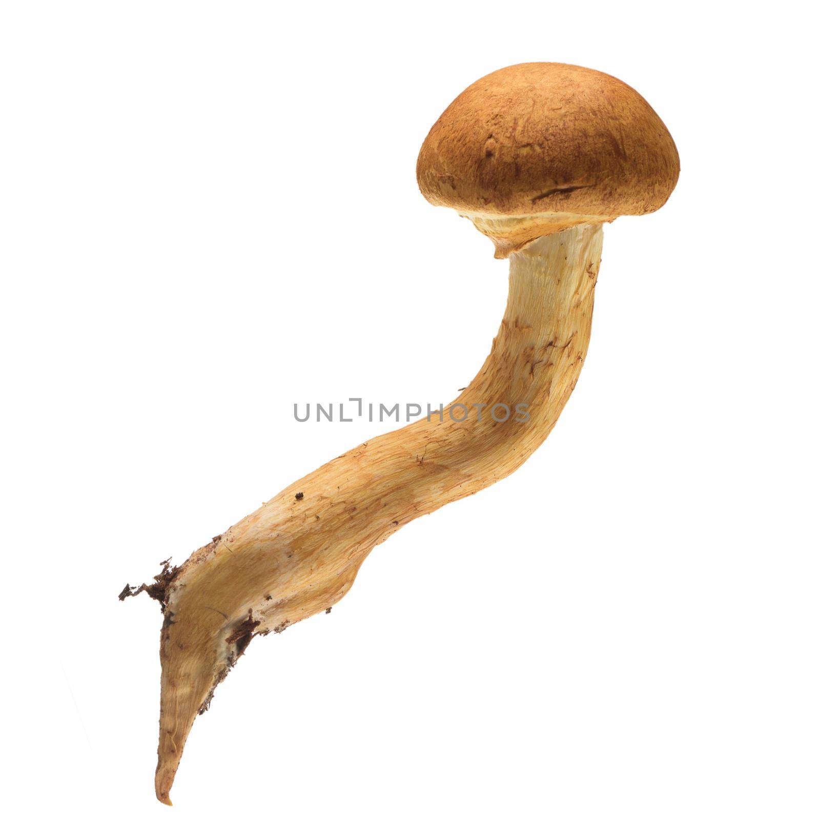 Gymnopilus junonius a species of mushroom in the family Cortinariaceae, known as Spectacular Rustgill. Isolated on white background.