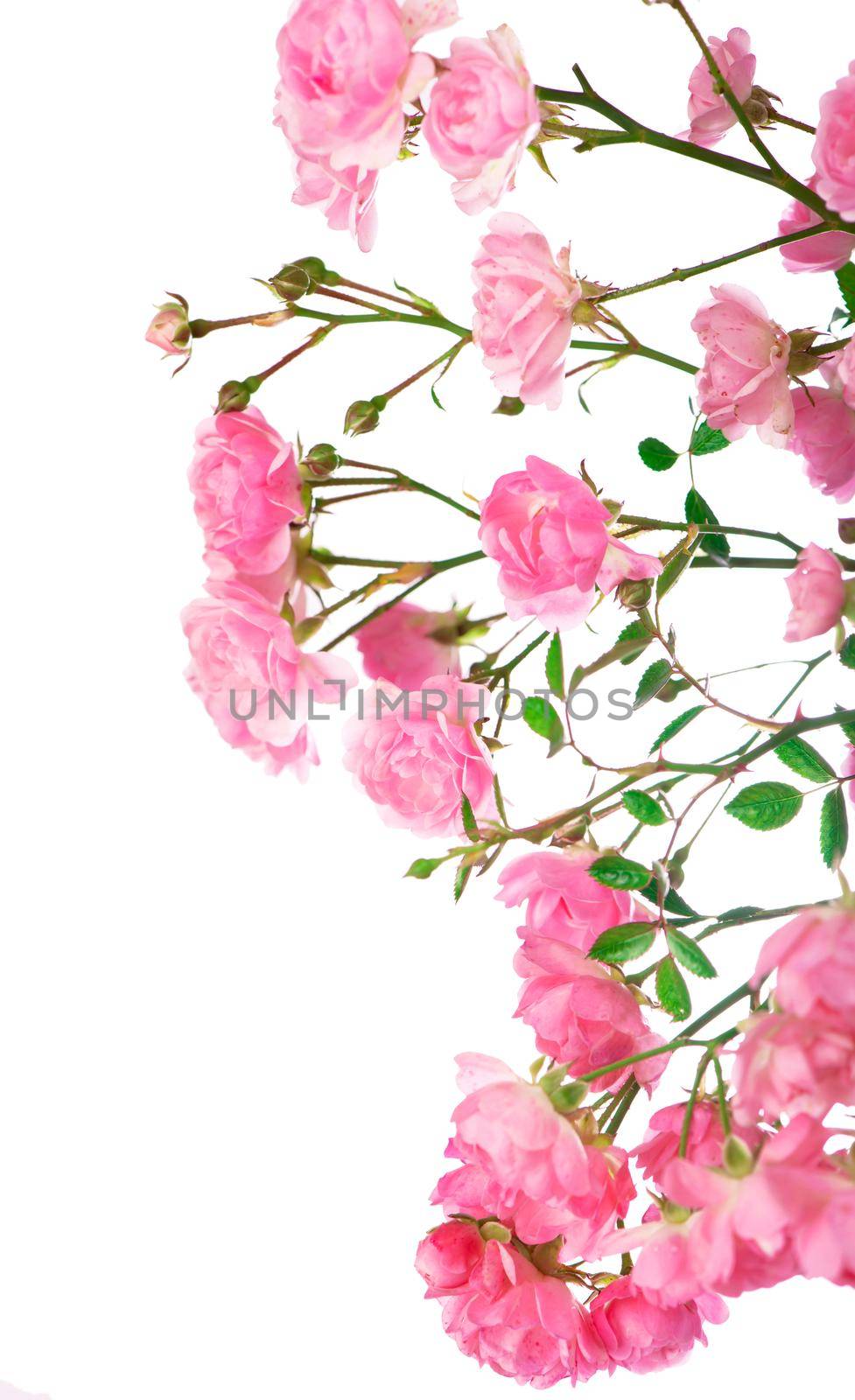 Beautiful Roses Bouquet Flowers Background