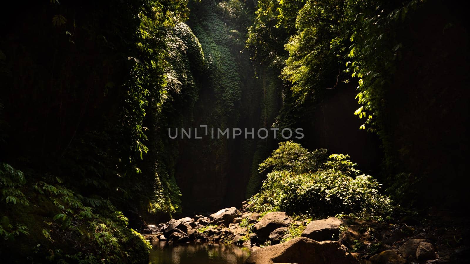 jungle landscape river in rainforest. rainforest with green, lush vegetation