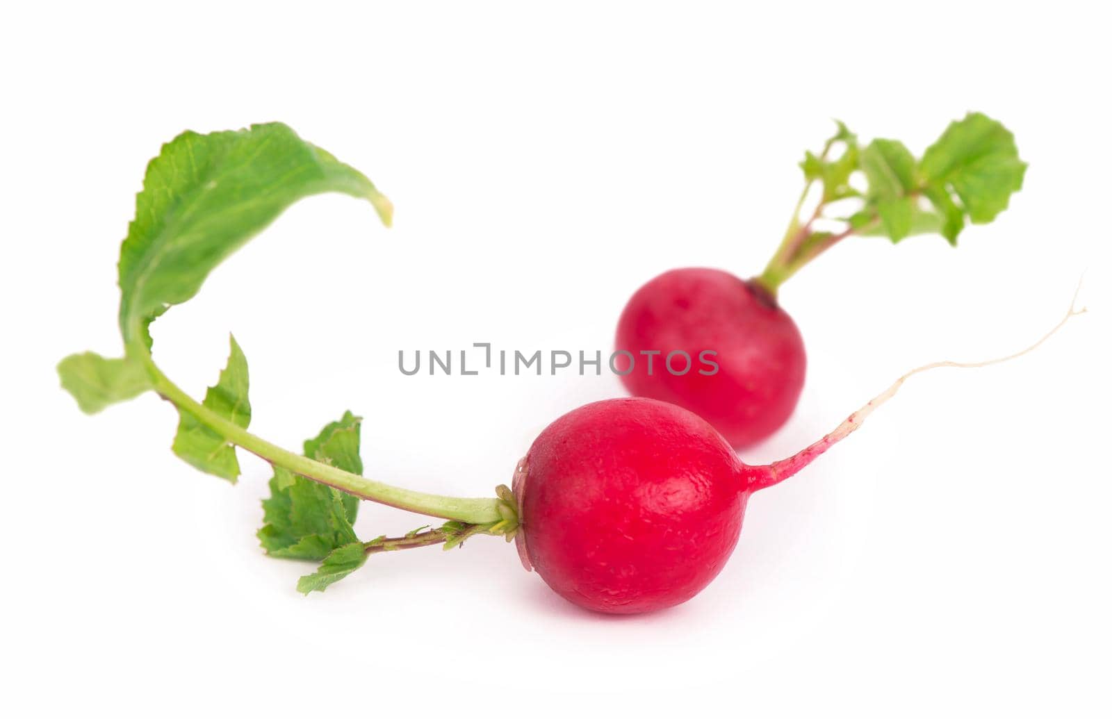 Radis isolated on white background. Fresh radish root bundle, pile of red radishes with green leaves top view by aprilphoto