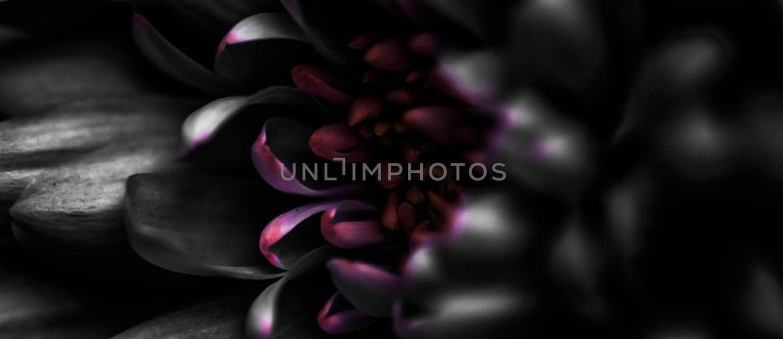 Flora, branding and love concept - Black daisy flower petals in bloom, abstract floral blossom art background, flowers in spring nature for perfume scent, wedding, luxury beauty brand holiday design