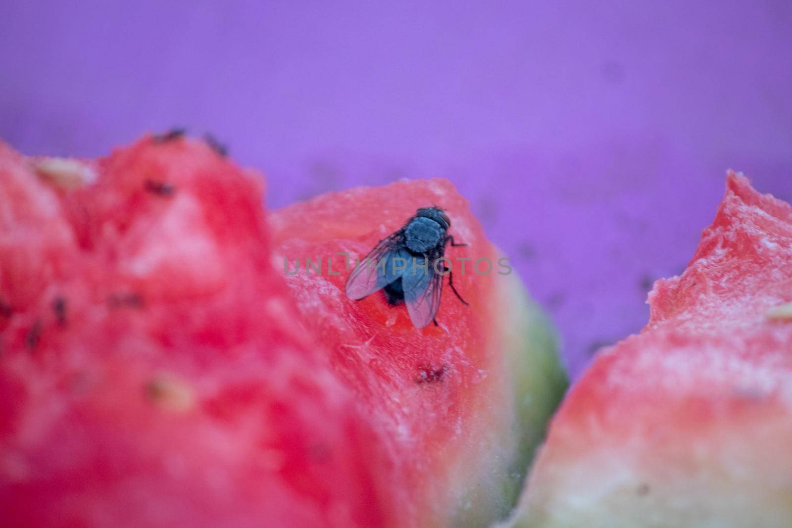 Close up of watermelon with fly and ants on it . High quality photo