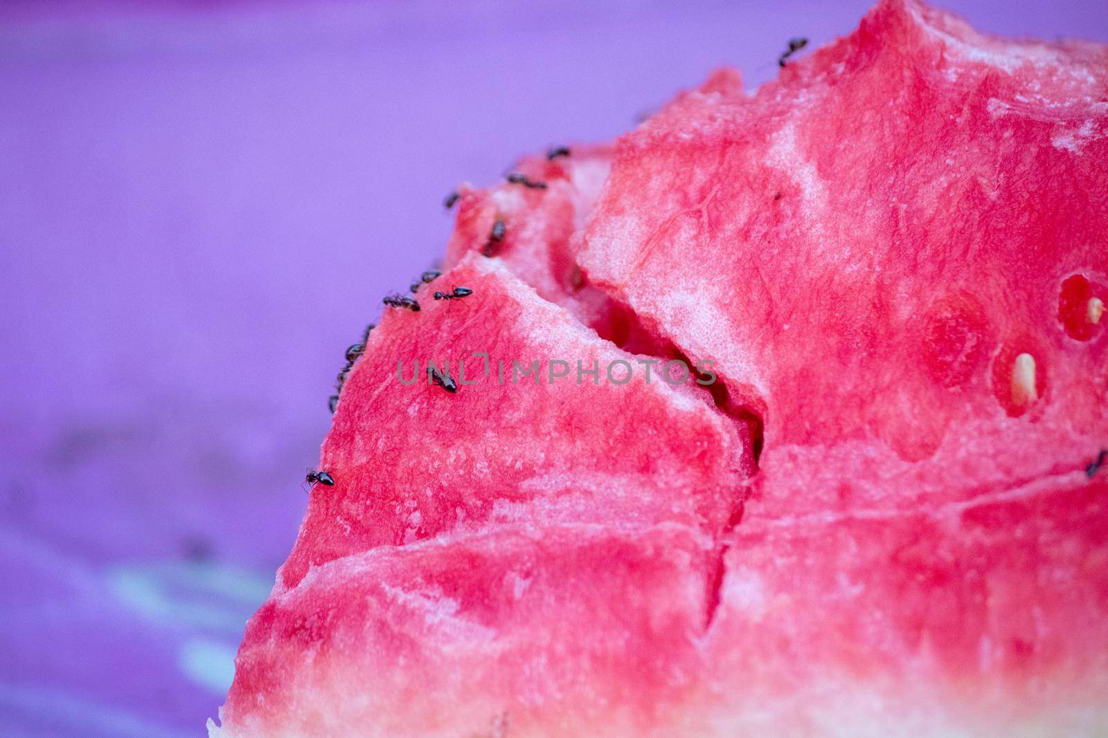 Close up of watermelon with ants on it  by gena_wells
