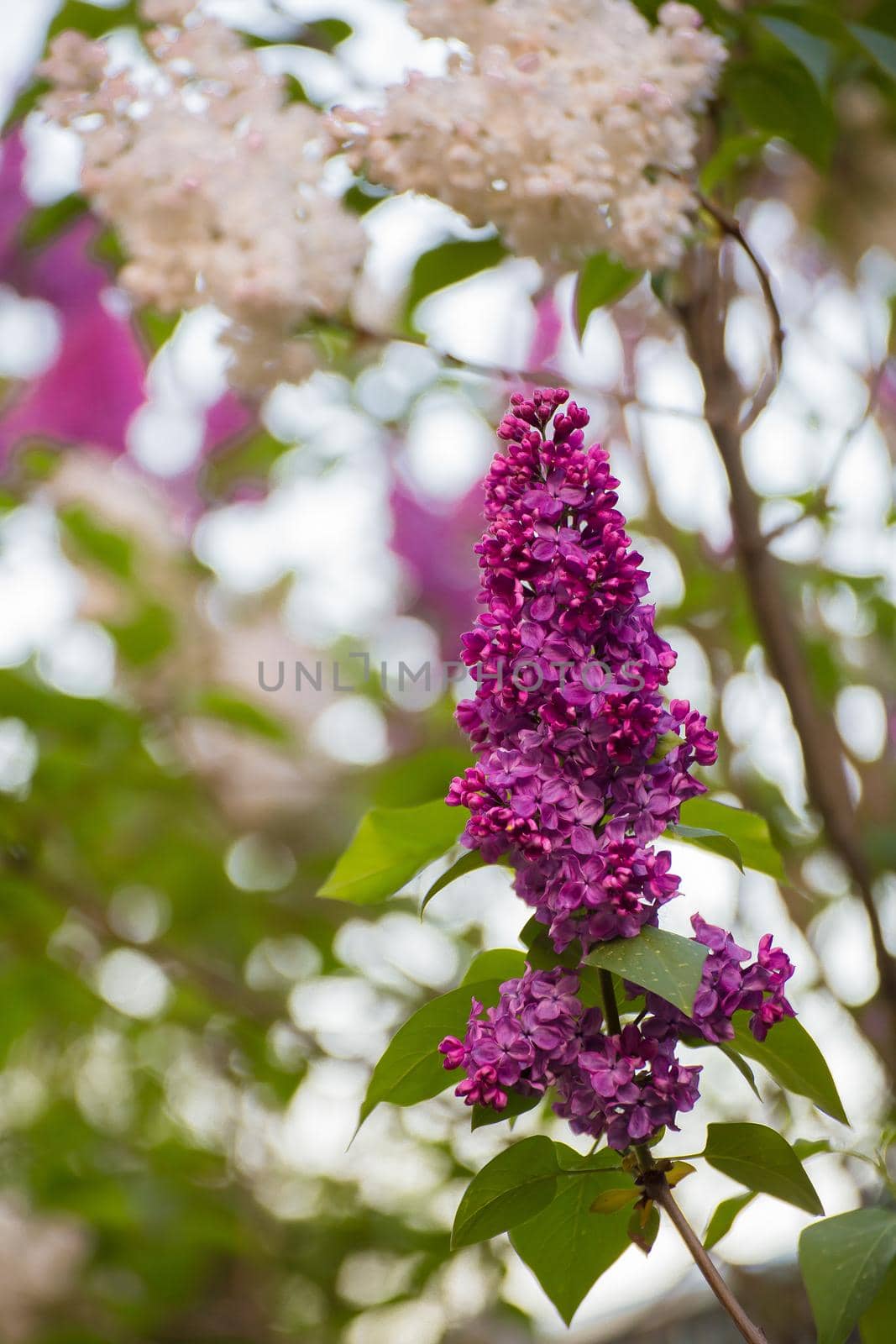 Red-pink inflorescence of lilac on a light background with green leaves. There is copy space. Beauty in nature, flowering plant in spring or summer. Defocusing the background.