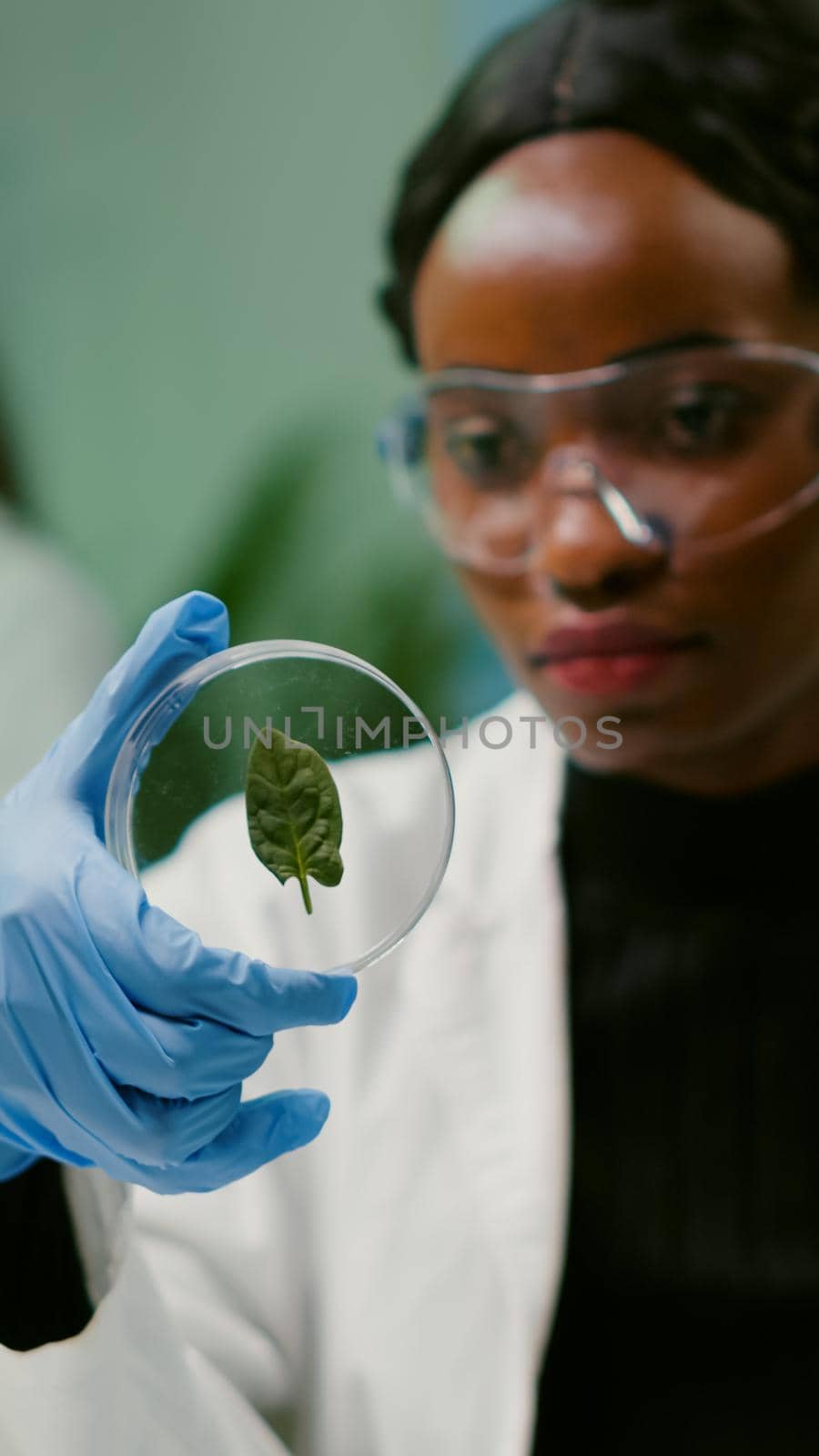 Close up of african scientist looking at petri dish with green leaf examining plant expertise. In background her collegue analyzing dna sample working in biochemistry laboratory