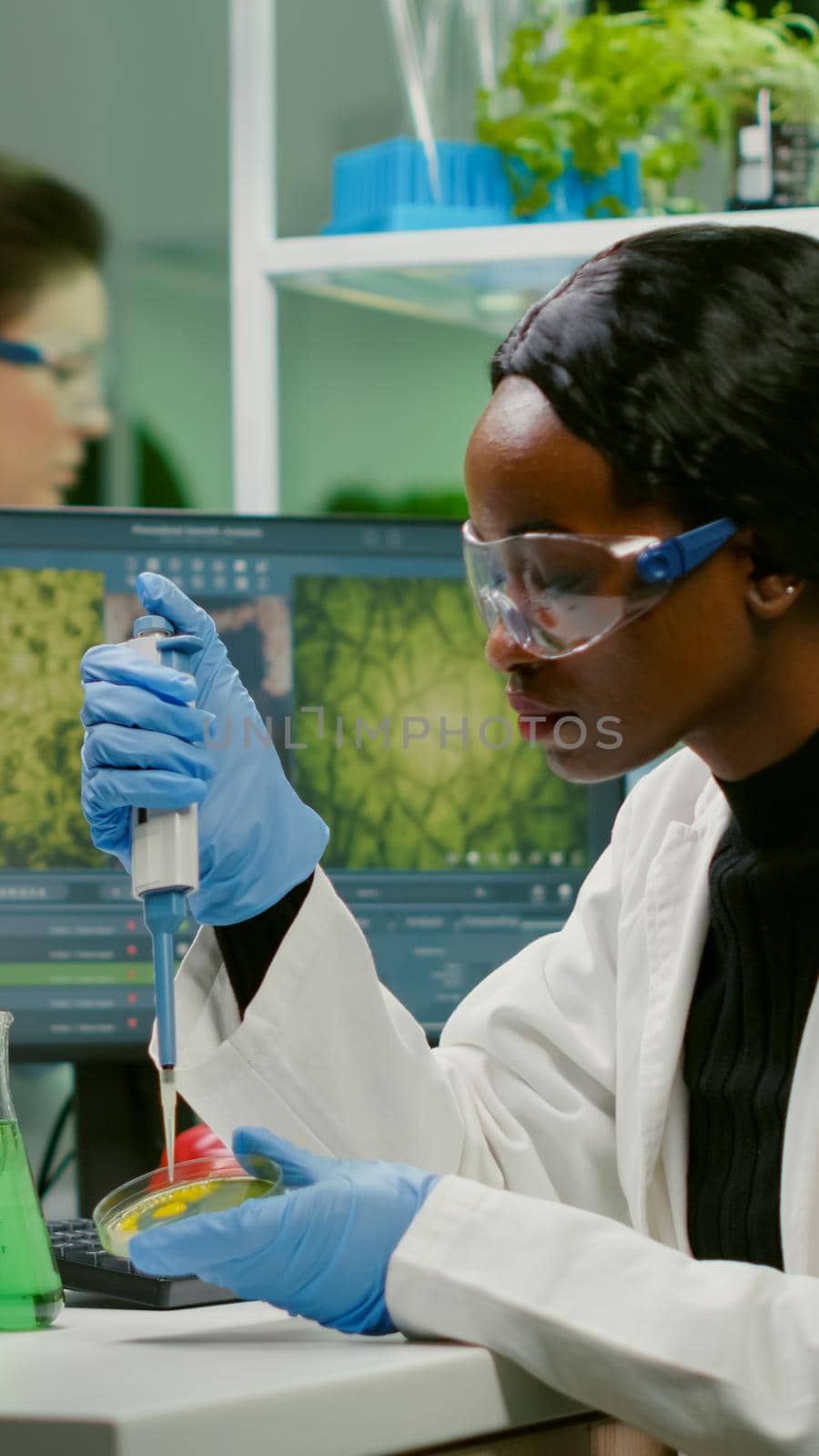 Biologist scientist african woman researcher taking genetic solution from test tube with micropipette putting in petri dish analyzing gmo of sapling working in biological laboratory.