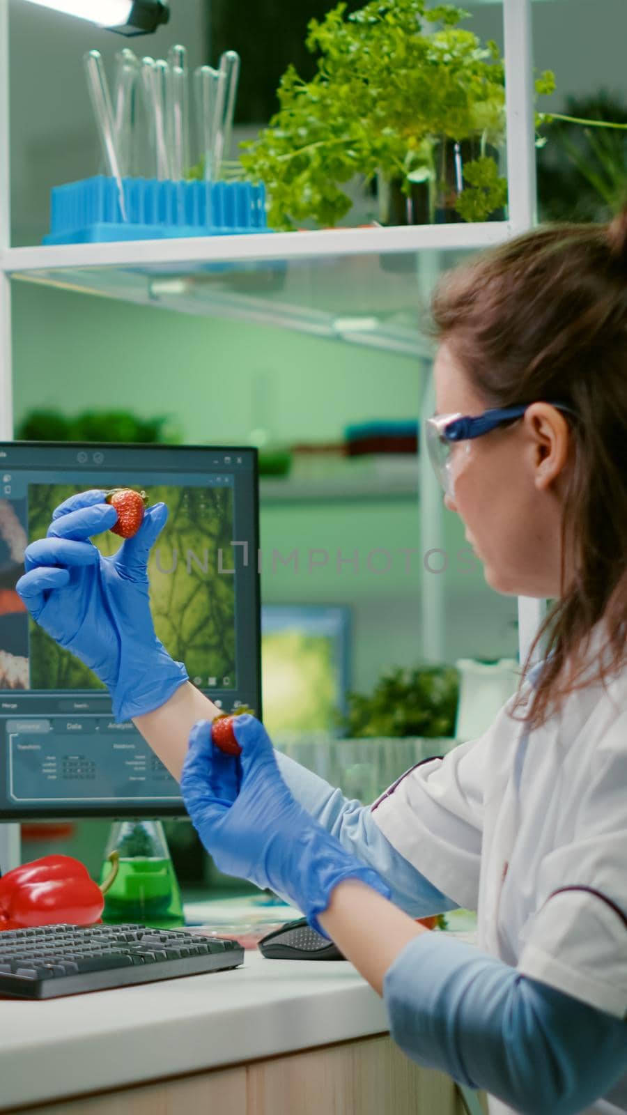 Scientist researcher injecting strawberry with pesticides while working in biological laboratory. Biochemist examining organic fruits typing medical expertise information on computer