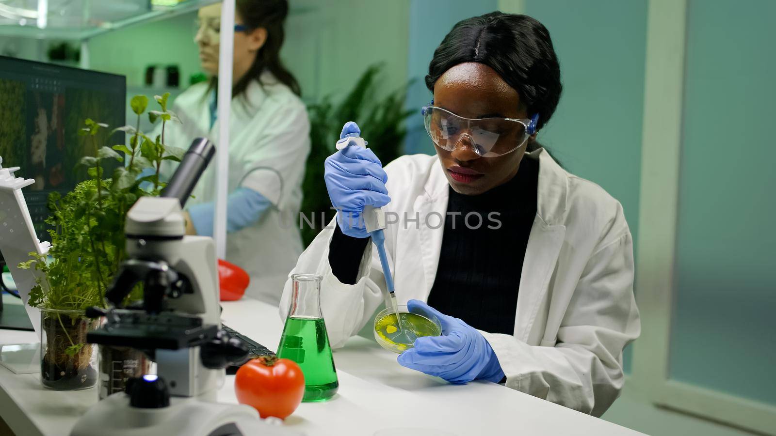 Chemist scientist african woman taking dna solution from test tube with micropipette putting in petri dish for agriculture biochemistry experiment, working in pharmaceutical laboratory.