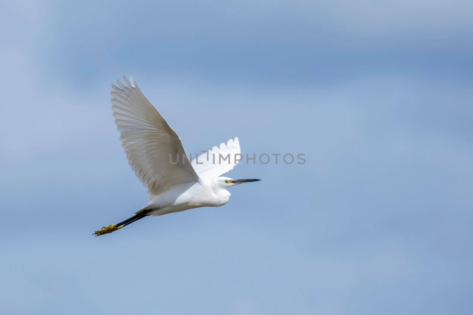 Image of Heron, Bittern or Egret flying on sky. White Bird. Animal.