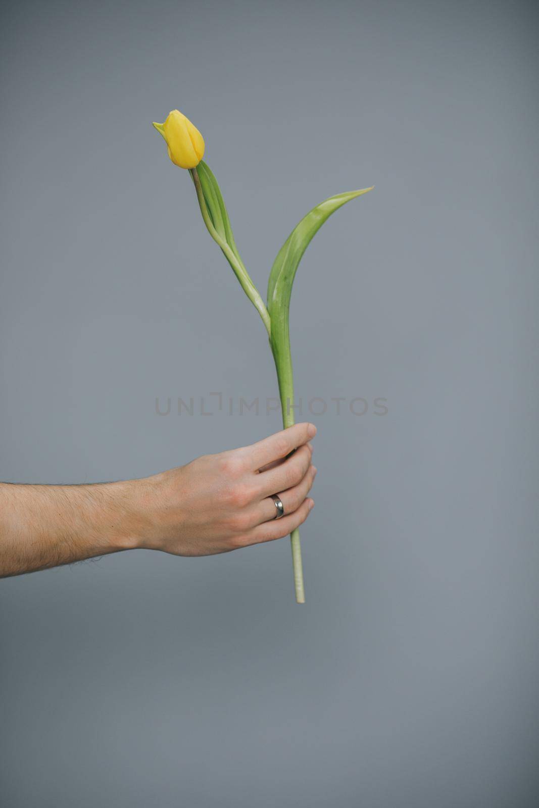 Arm of Man Giving Yellow tulip bouquet on Grey background