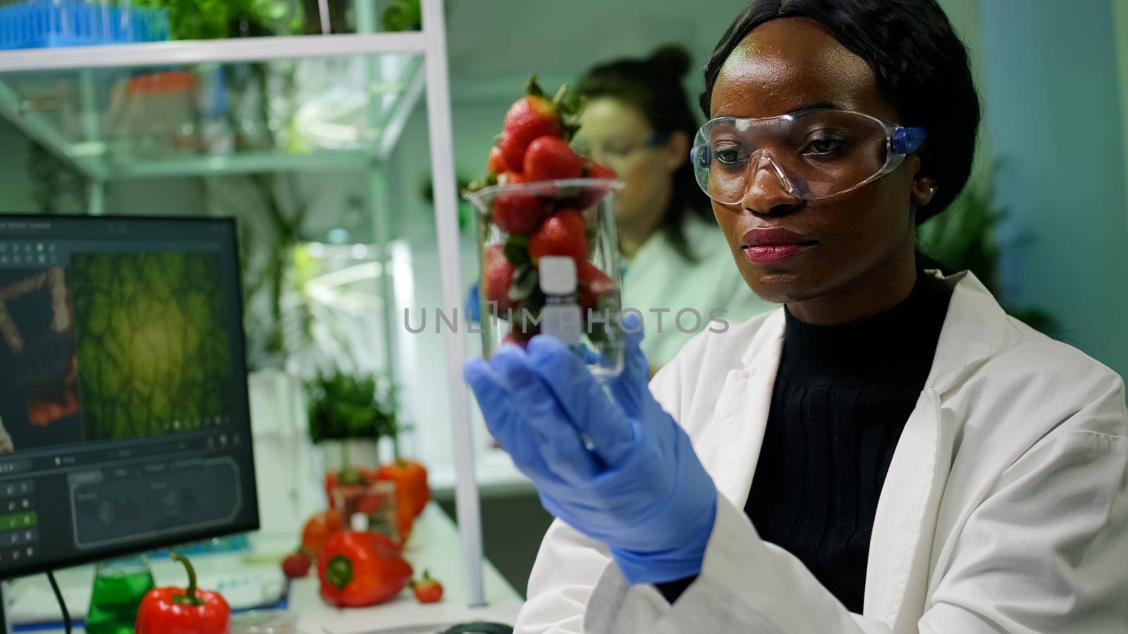 African researcher holding glas with strawberry injected with pesticides discovering genetic mutation on computer after medical expertise. Medical team working researcing gmo fruits in farming lab