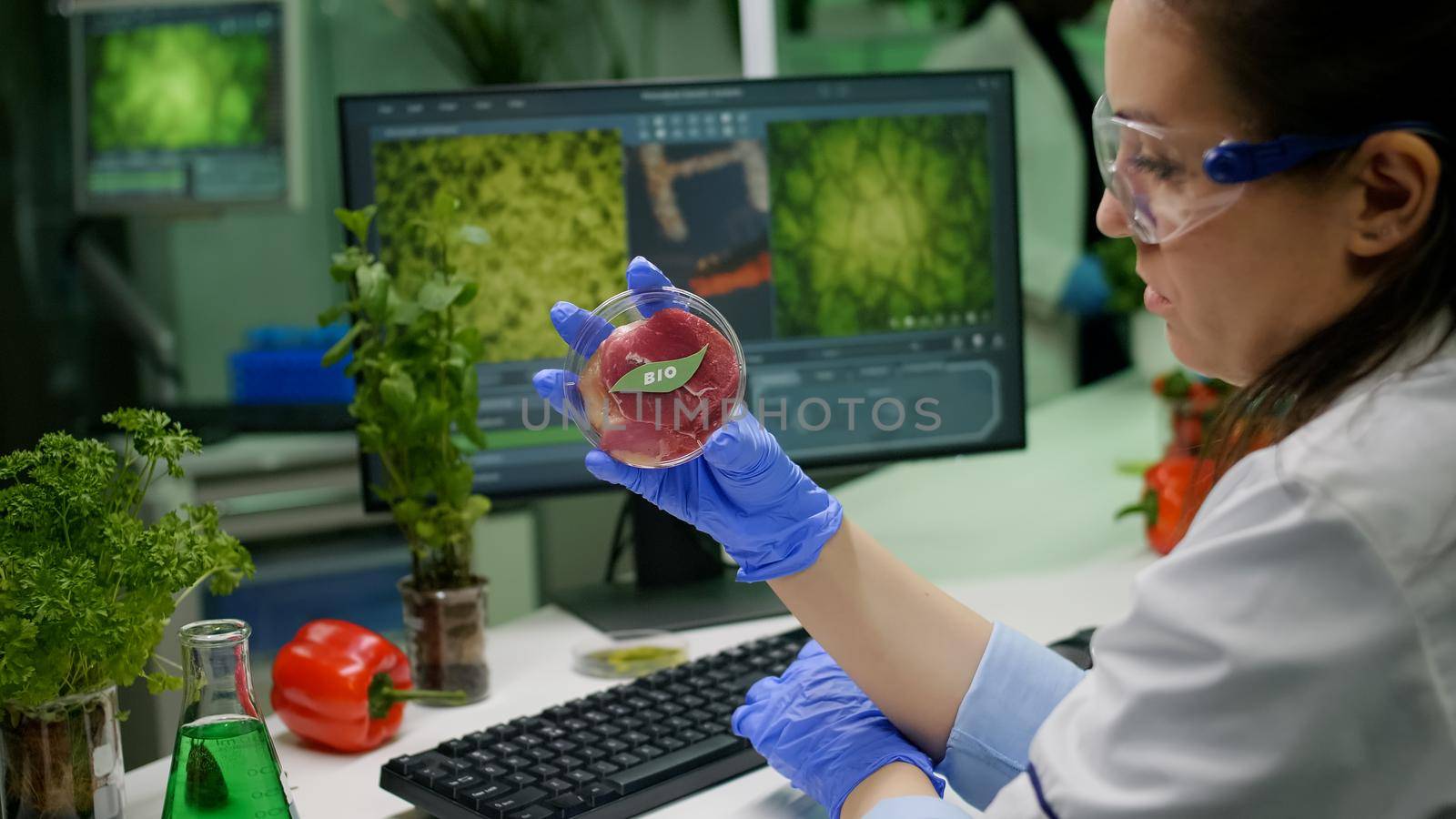Chemist researcher holding petri dish with vegan meat in hands while typing genetic mutation on computer. Scientist researcher examining food genetically modified using chemical substance working in microbiology laboratory