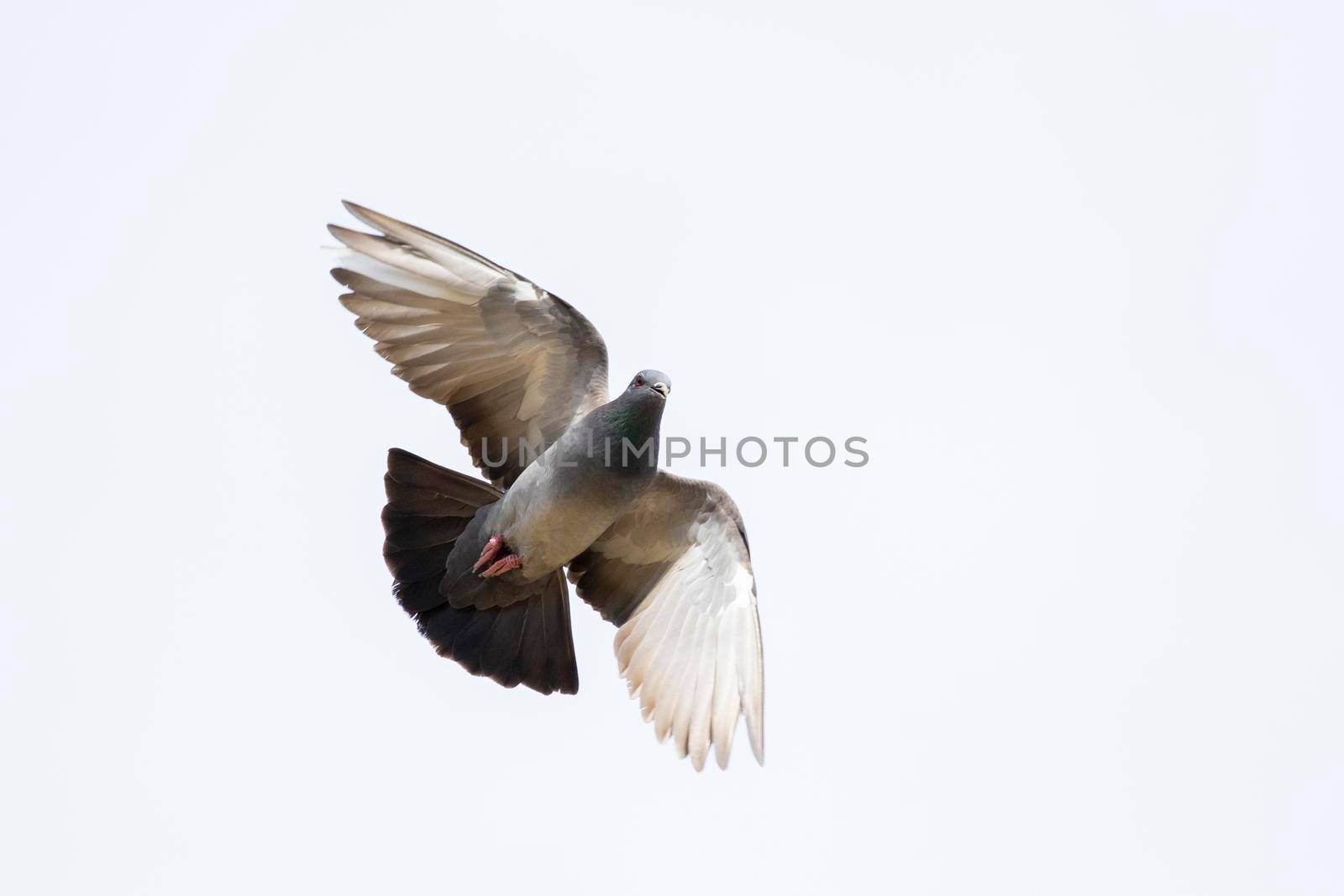 Image of pigeons flying on sky. Animal. Birds. by yod67