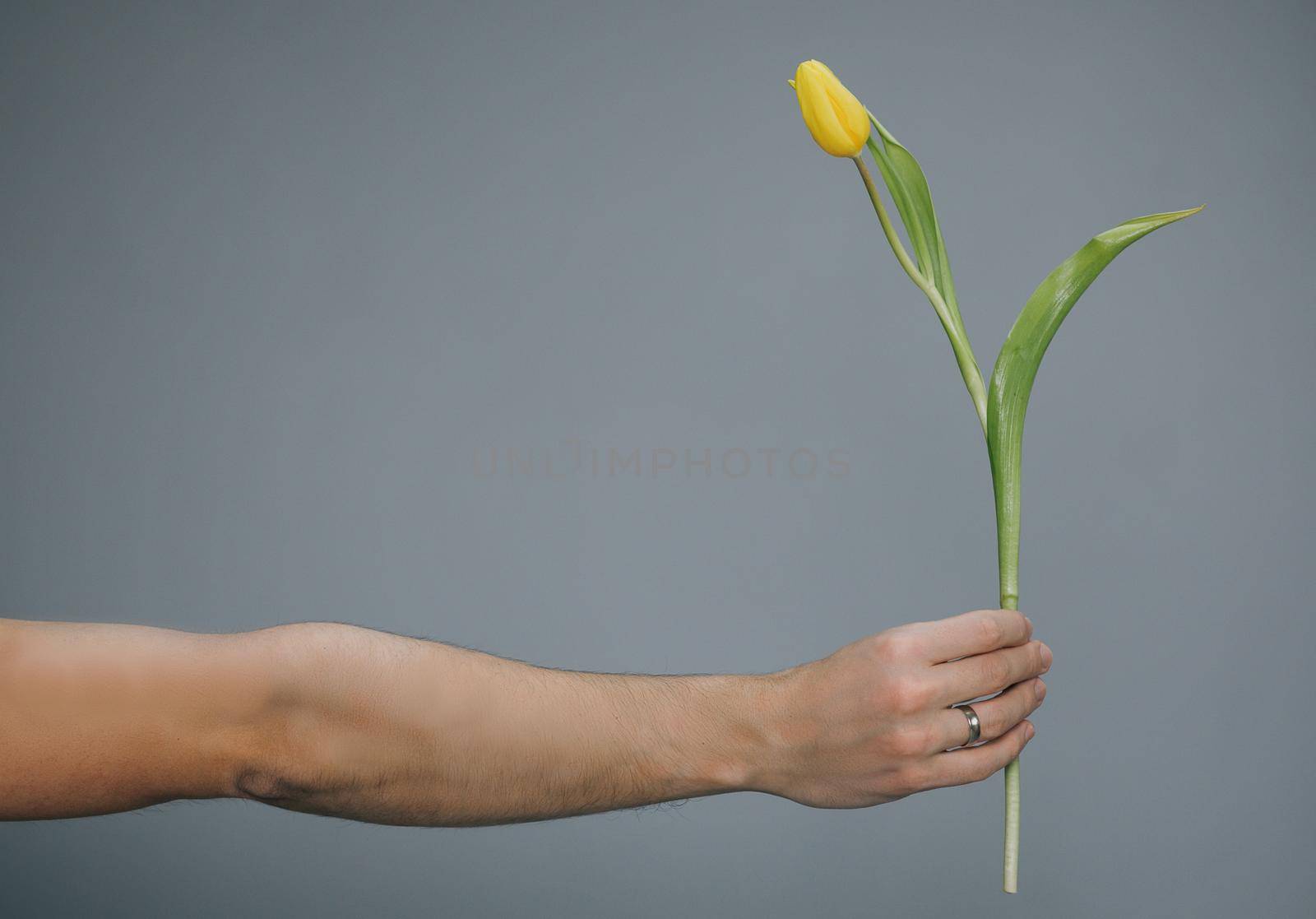 Arm of Man Giving Yellow tulip on Grey background. by uflypro