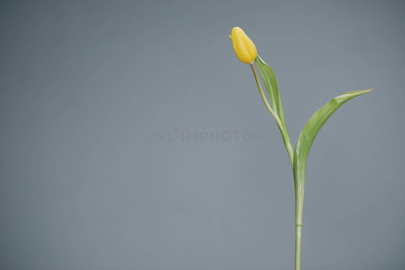 Yellow tulip on Grey background. Mother's day, spring. Space for text