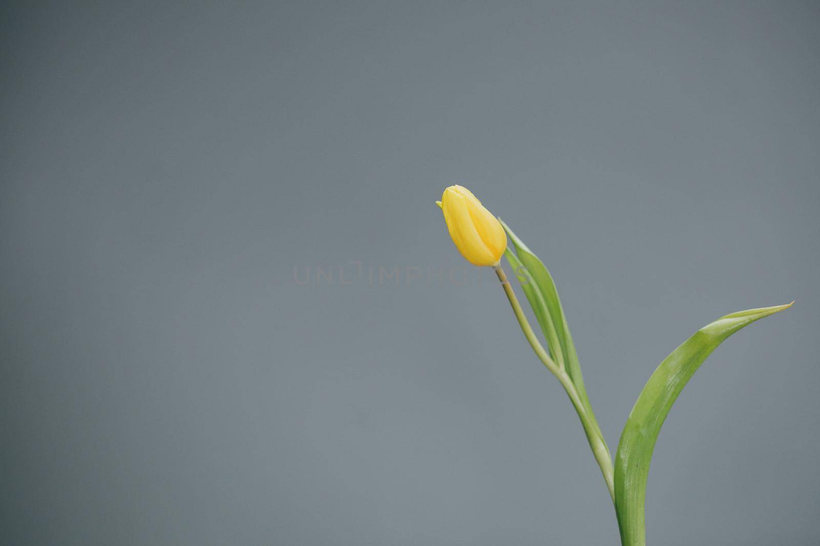 Yellow tulip on Grey background. Mother's day. by uflypro