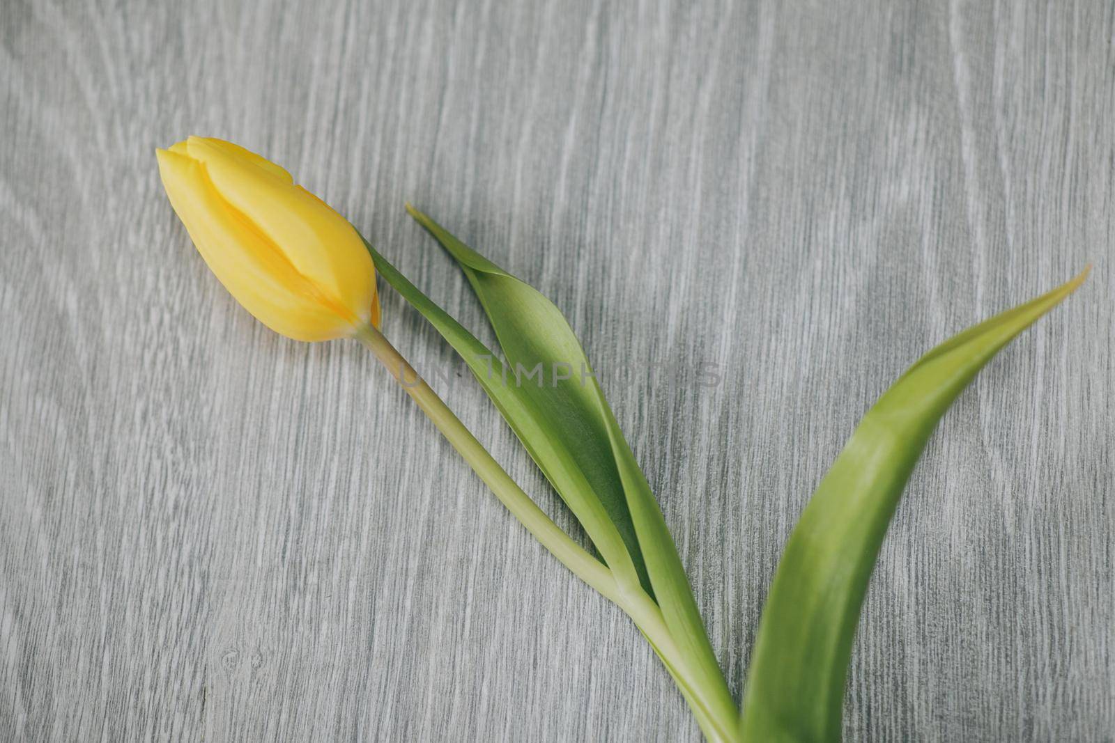 Yellow tulip on Grey background. Mother's day