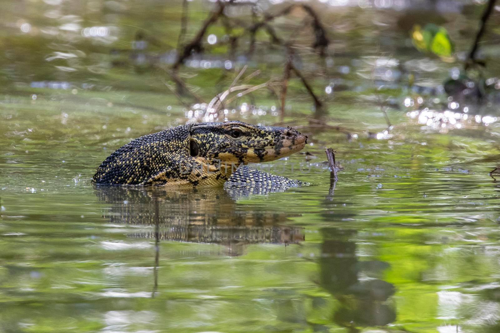 An Asian water monitor(Varanus salvator) is swimming on the river. Animals. Reptiles. by yod67