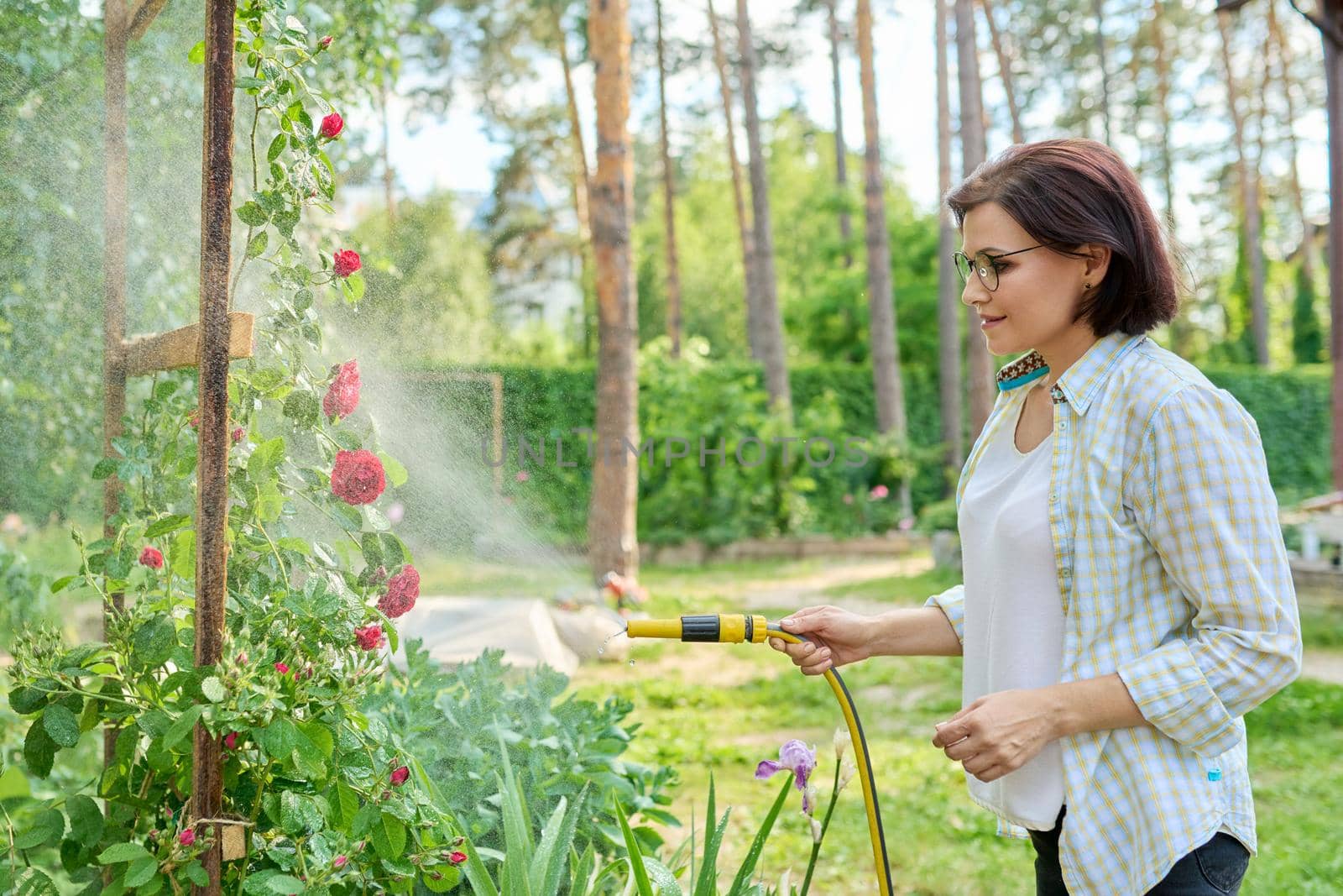 Middle-aged woman in the backyard watering the flowers of the blooming rose bushes from the garden hose. Hobbies and leisure, plant care, gardening