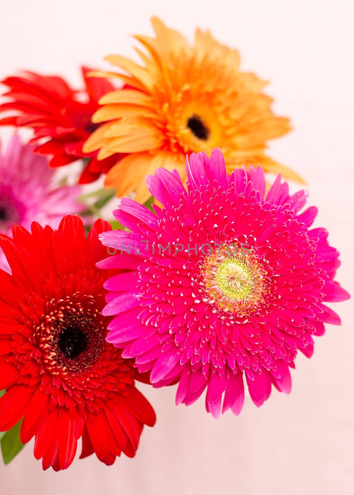 bouquet of bright flowers of chrysanthemums on a light background