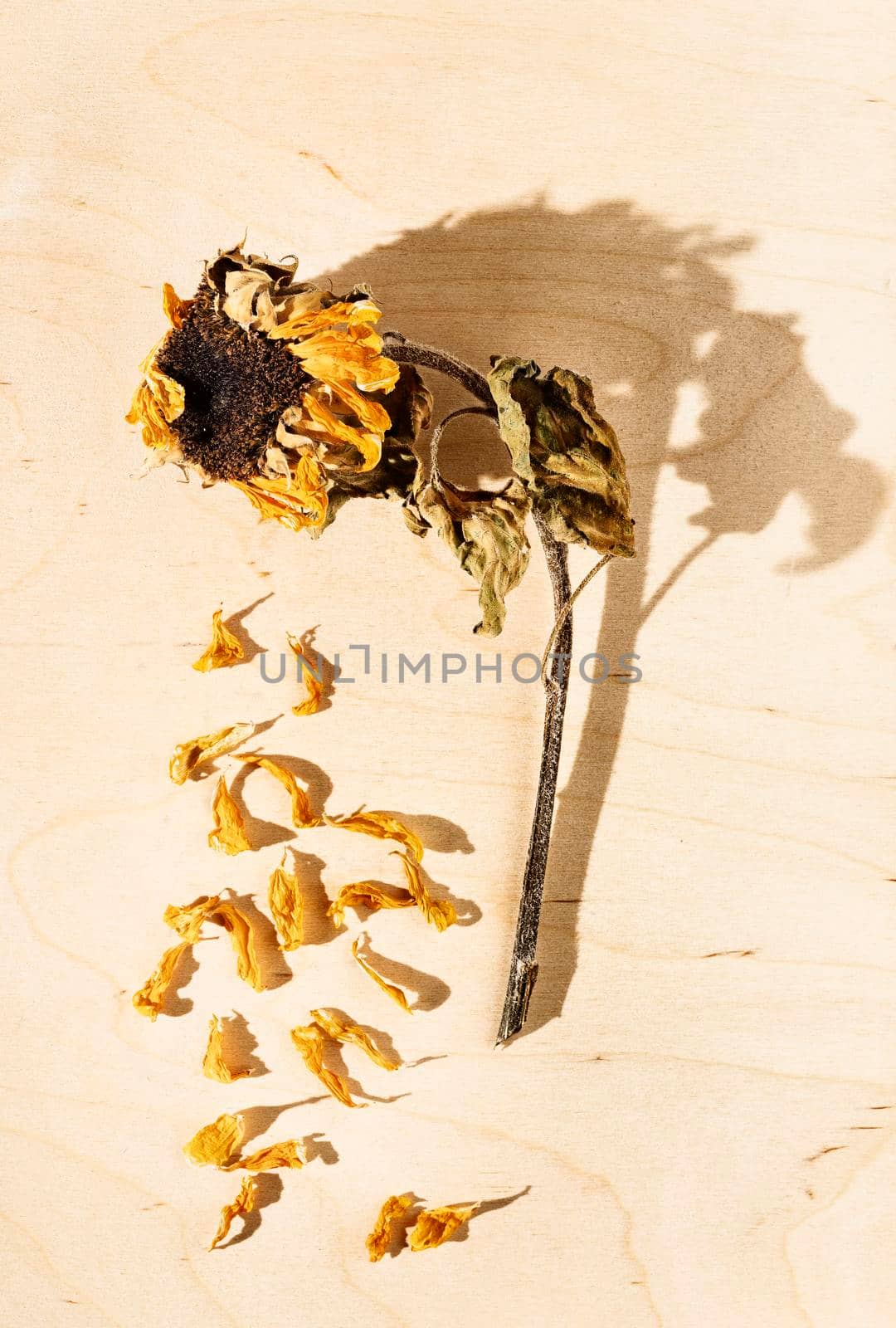 Dried sunflower on wooden background  , fallen yellow petals around ,beautiful flower shadow
