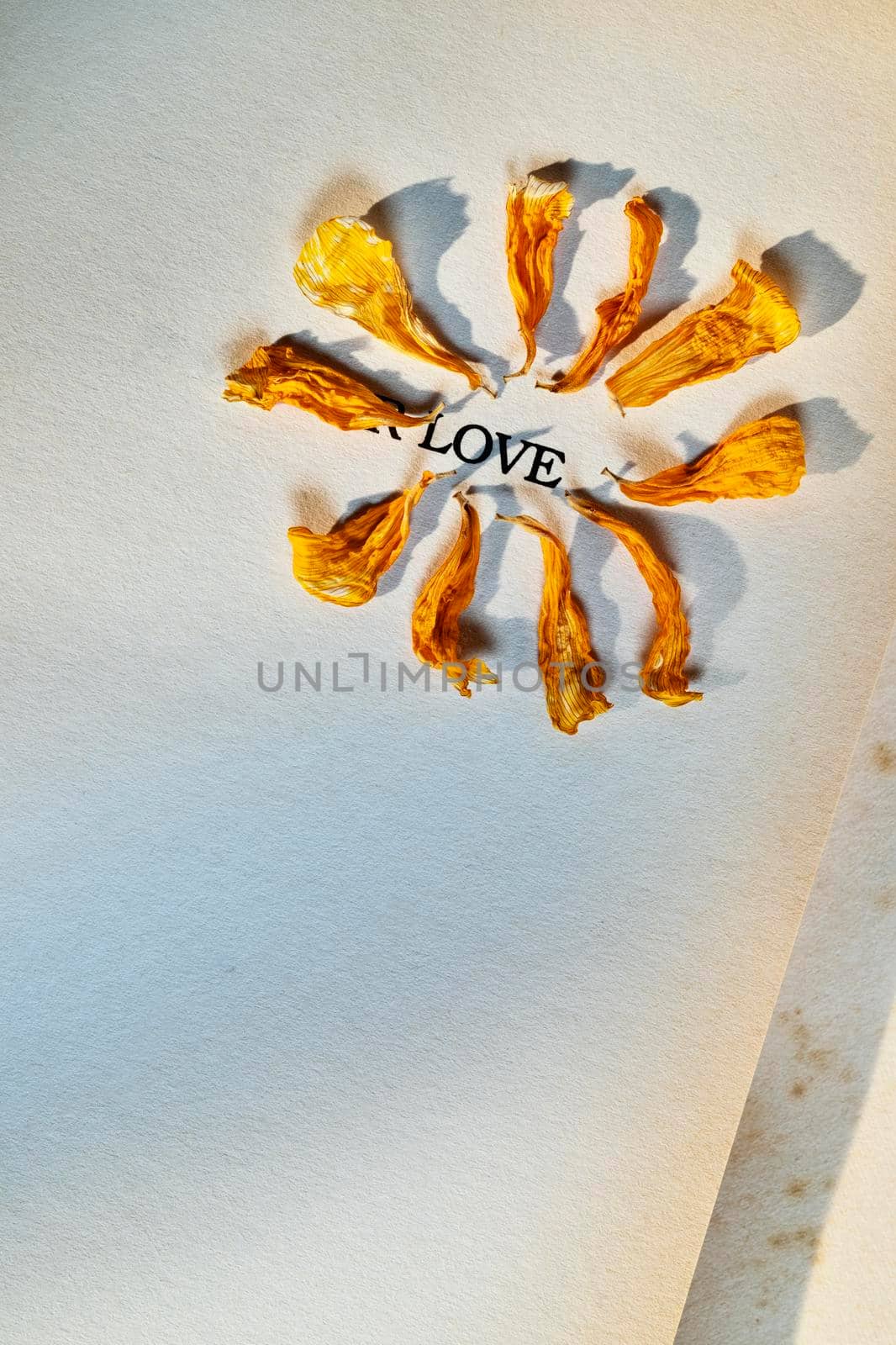 Yellow dried petals and old book page with one word LOVE ,