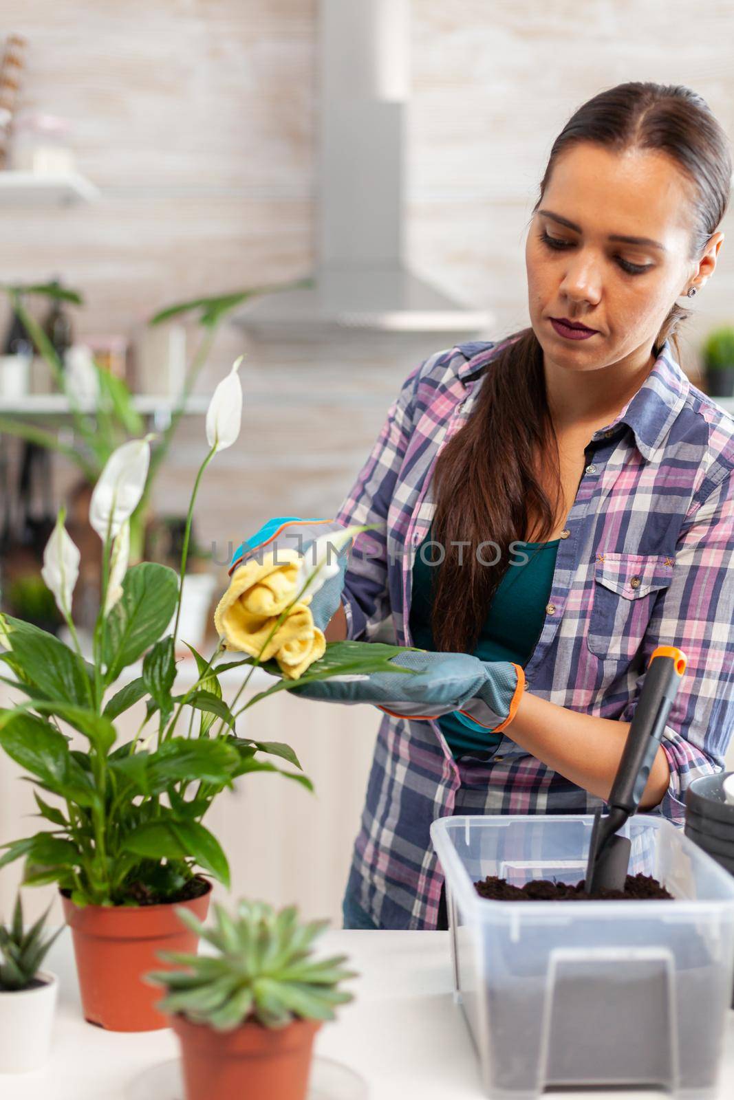 Florist woman wiping flowers leaves on kitchen table in the morning. Using fertil soil with shovel into pot, white ceramic flowerpot and plants prepared for replanting for house decoration caring them