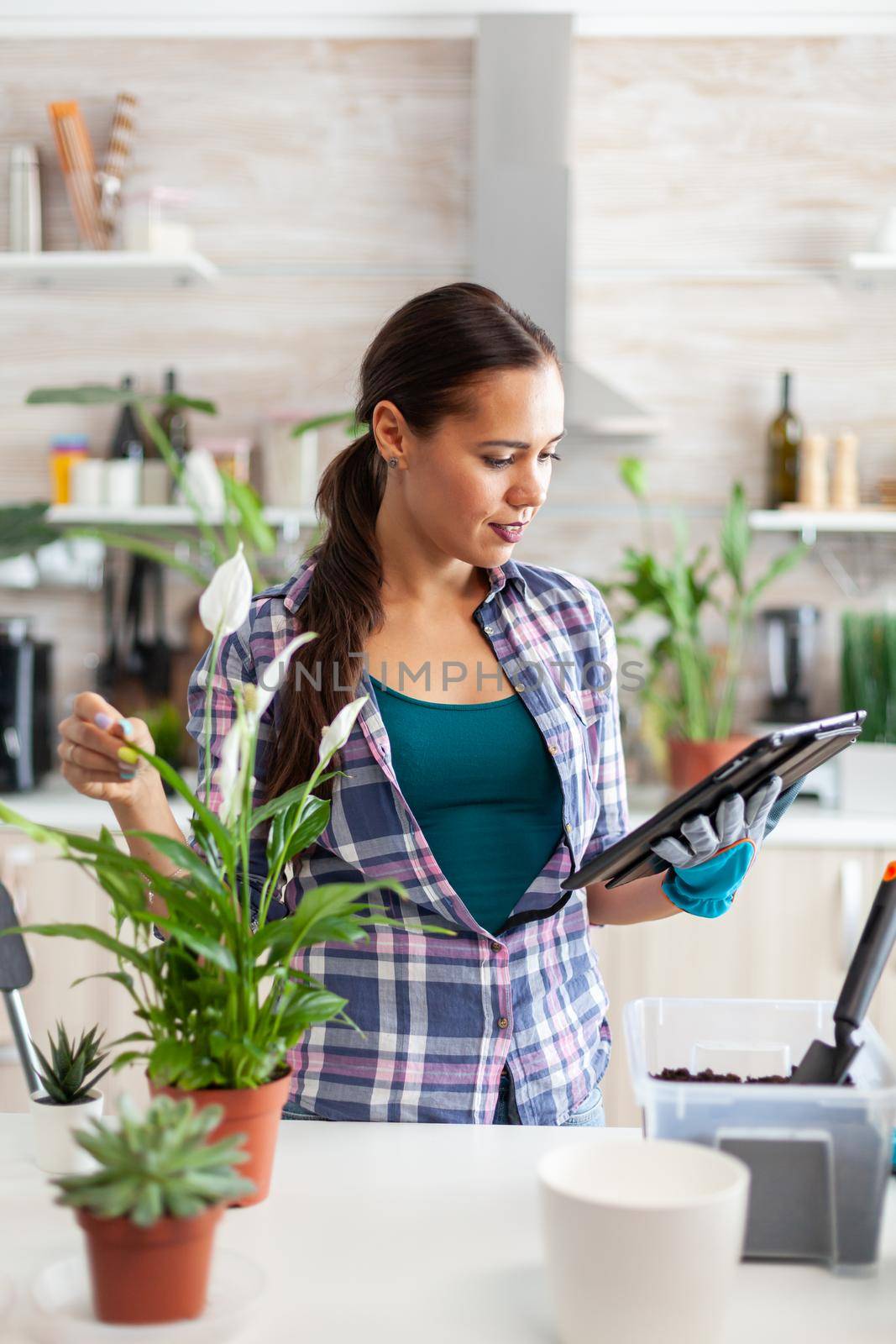 Woman reading about gardening on tablet pc in home kitchen. Decorative, plants, growing, lifestyle, design, botanica, dirt, domestic, growh, leaf, hobby, seeding, care, happy, green, natural,