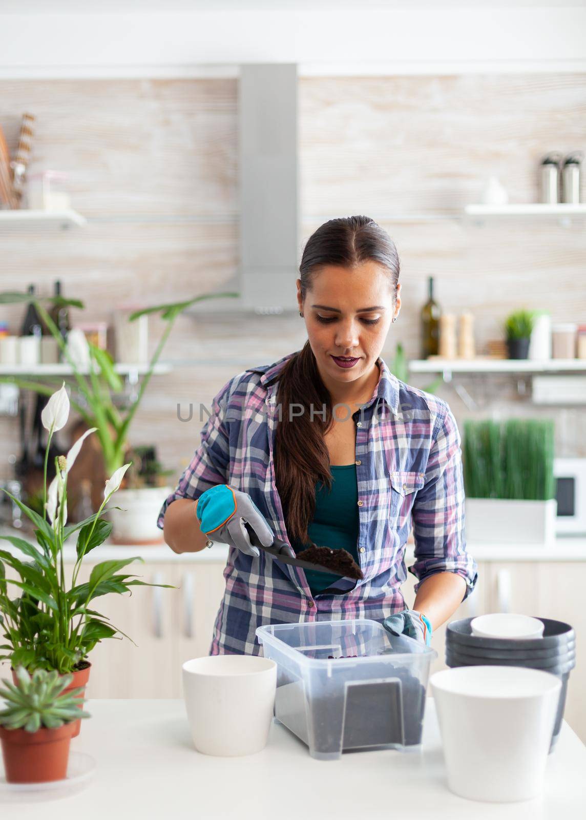 Housewife gardening in the kitchen at home using gloves and shovel. Decorative, plants, growing, lifestyle, design, botanica, dirt, domestic, growh, leaf, hobby, seeding, care, happy, green, natural,