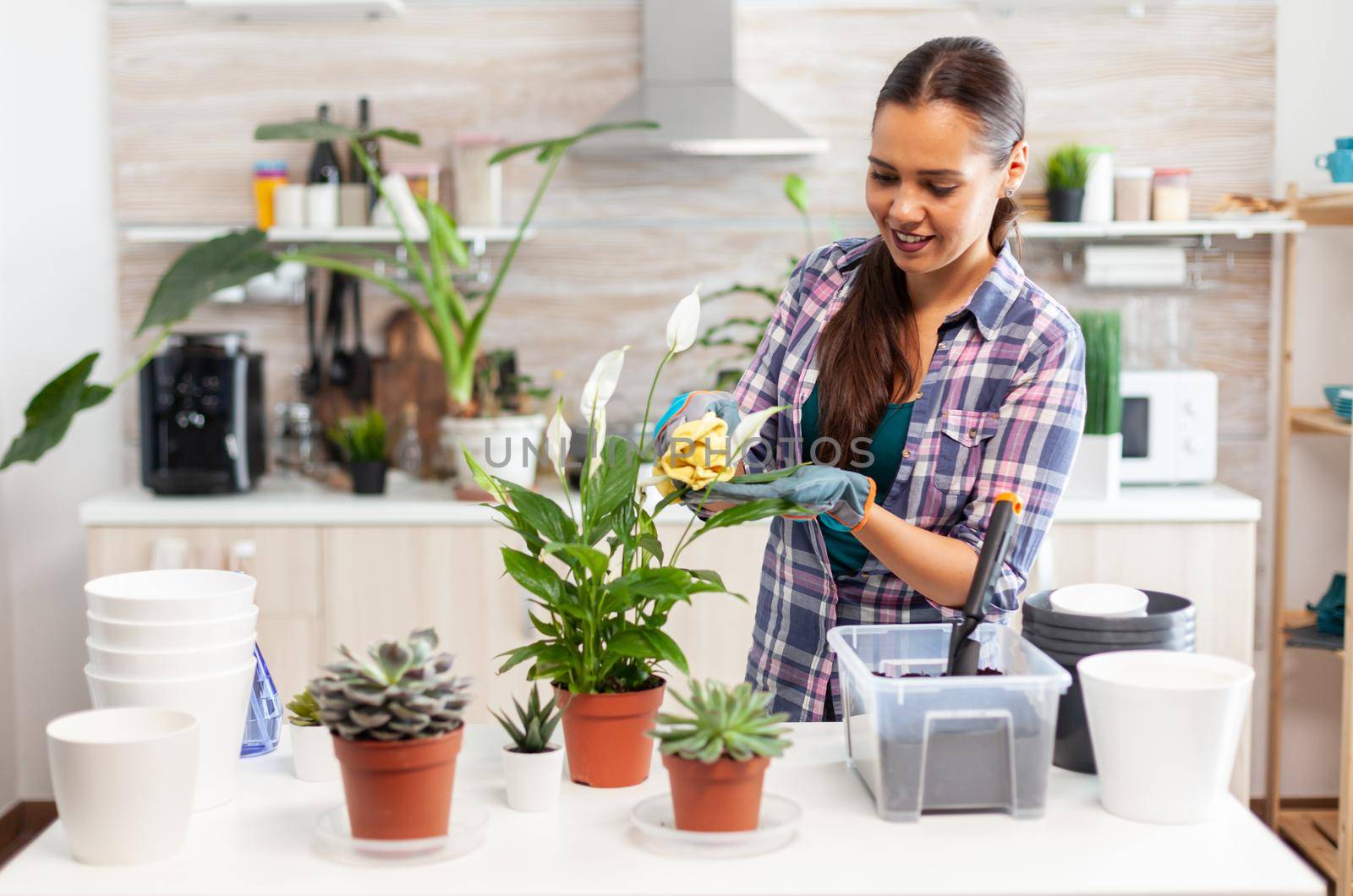 Cheerful woman taking care of the flowers at home in cozy kitchen. Using fertil soil with shovel into pot, white ceramic flowerpot and plants prepared for replanting for house decoration caring them
