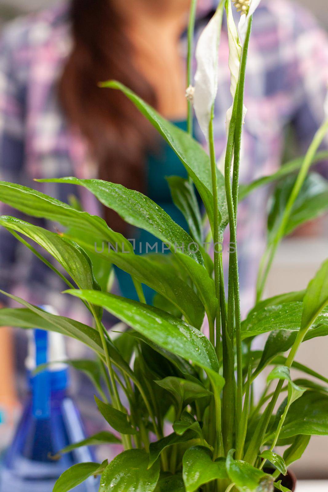 Woman caring for house plant in kitchen spraying them. Decorative, plants, growing, lifestyle, design, botanica, dirt, domestic, growh, leaf, hobby, seeding, happy.