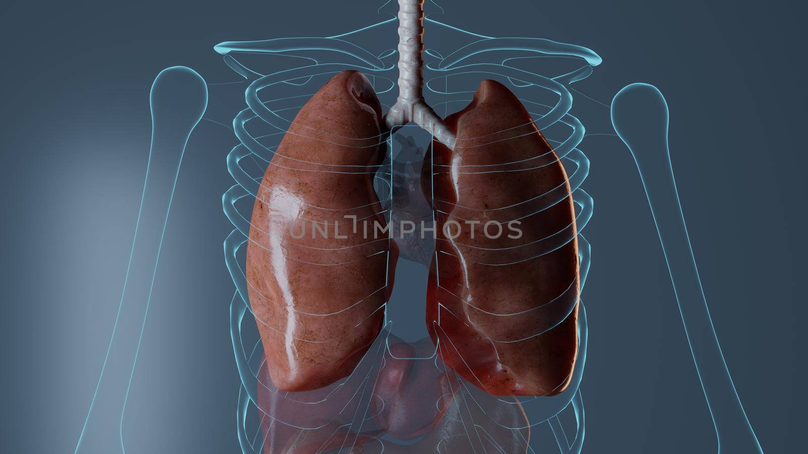 Internal organs anatomy on blue background, medically medicine biology representation Rendered 3D illustration