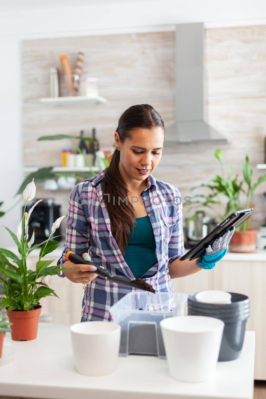 Woman checking soil for flowers during home gardening and holding tablet pc. Decorative, plants, growing, lifestyle, design, botanica, dirt, domestic, growh, leaf, hobby, seeding, appy, green.