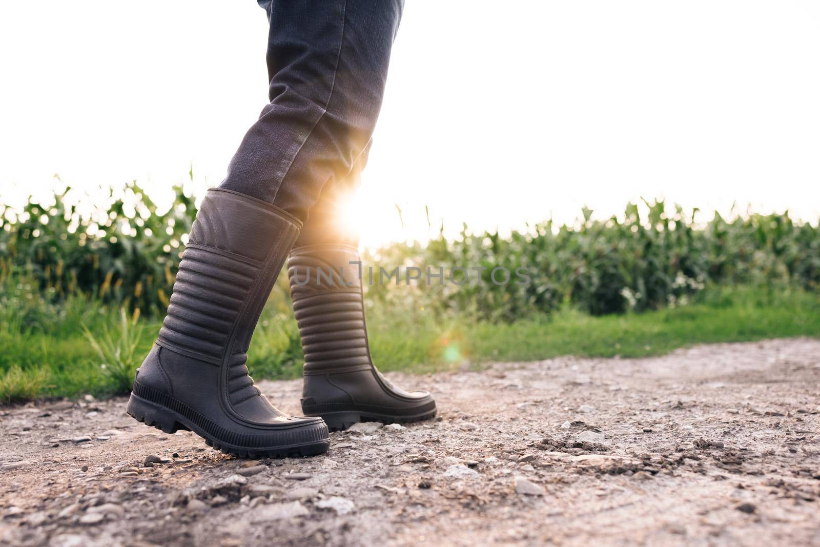 Agriculture. Senior farmer in rubber boots walks through a cornfield. Farmer's feet in rubber boots in corn. Agriculture concept. Farmer in rubber boots in a corn field. Agricultural business corn. by uflypro