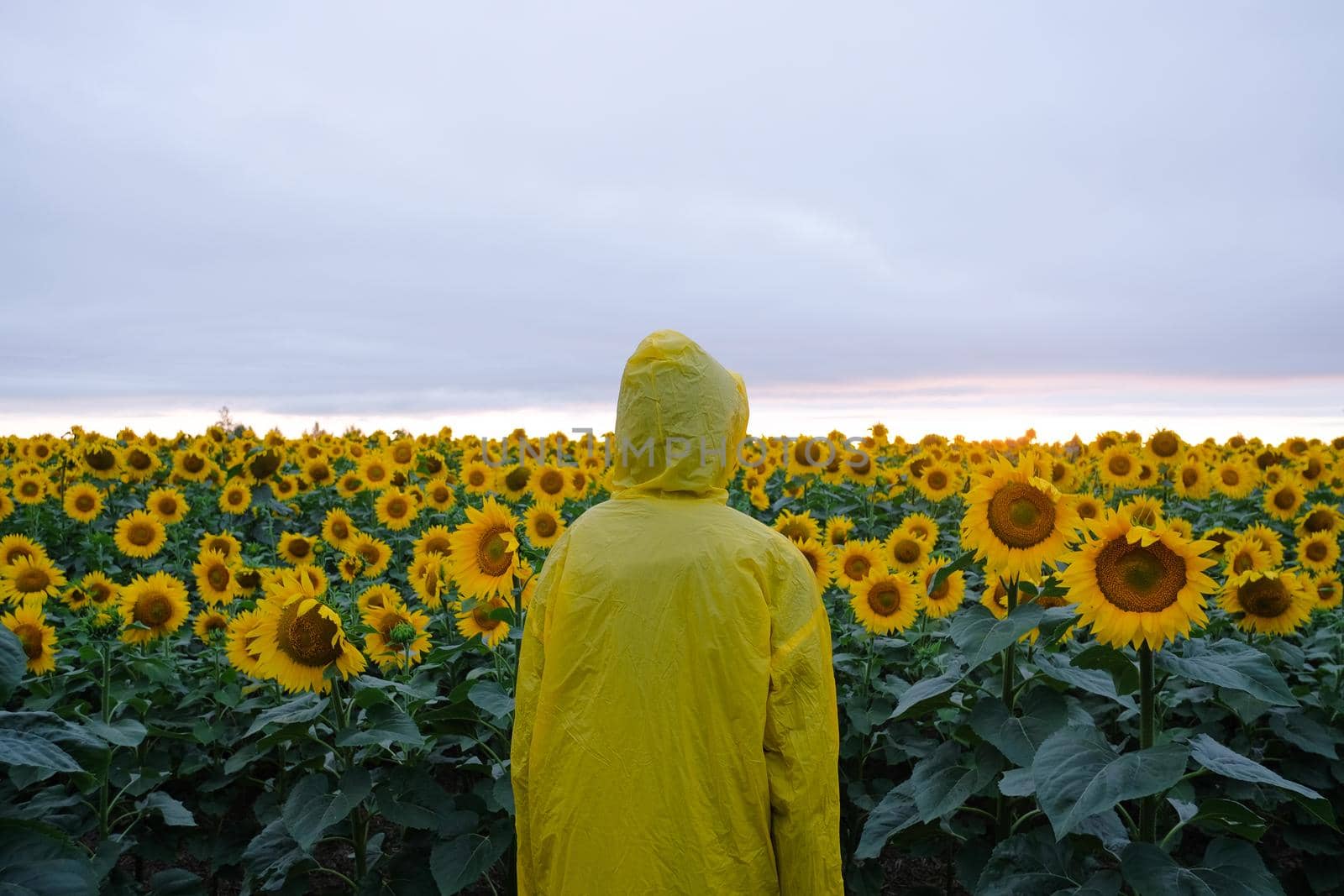 Human in yellow hood raincoat standing in sunflower field. by Gleaminvisible