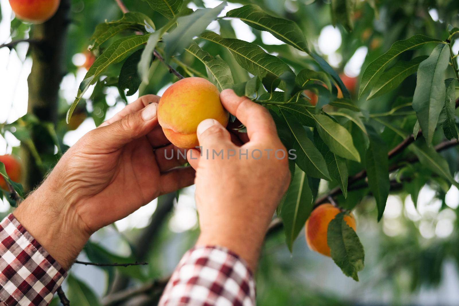 Mature farmer in uniform cultivating organic fresh peaches at private garden. Senior man in summer cap working at green garden and checking young peaches. Ripe fruits grow on the tree. Harvest.