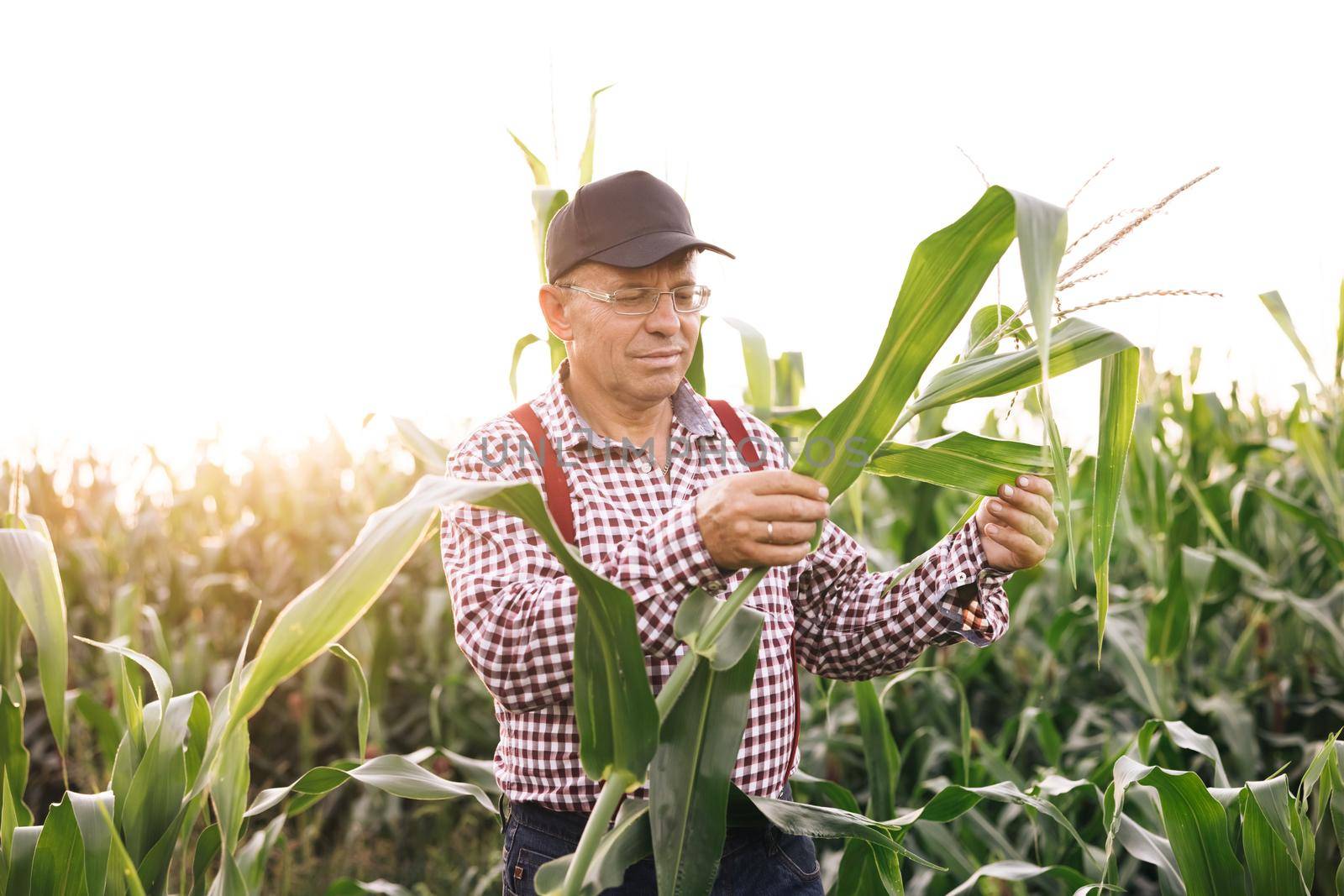 Agricultural products of farm corn. Farmer checks the harvest on the field. Male hand examining young corn plants. Farmer holds young corn leaves in his hand. Corn Maize Agriculture Nature Field.
